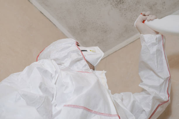 Best Specialized Mold Remediation in USA